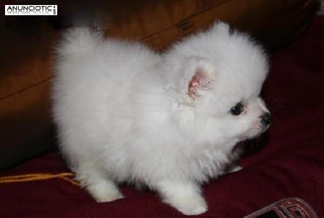 blanco cachorros de Pomerania para la adopci&oacute;n