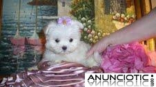Dos cachorros malt&eacute;s para su aprobaci&oacute;n