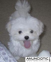 Dos cachorros malt&eacute;s para su aprobaci&oacute;n