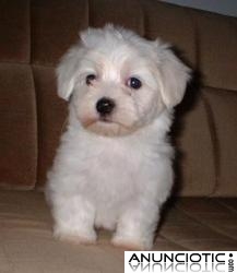 Dos cachorros malt&eacute;s para su aprobaci&oacute;n