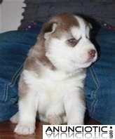  cachorros de husky siberiano preciosos para reubicaci&oacute;n