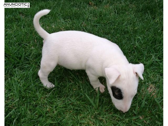 Regalo Cachorros de raza pura pura pedigr&iacute; Bull terrie