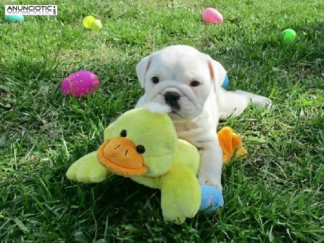 Regalo Preciosos cachorros de Bulldog Ingl&eacute;s disponibles