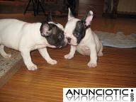 hermosos cachorros bulldog franc&eacute;s.