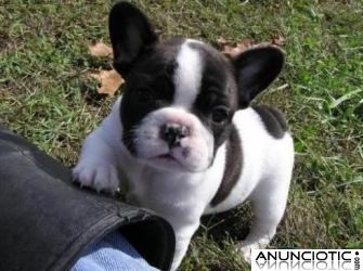 Tenemos dos bulldog franc&eacute;s cachorros para su adopci&oacute;n,