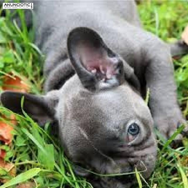 Regalo Cachorros de bulldog franc&eacute;s