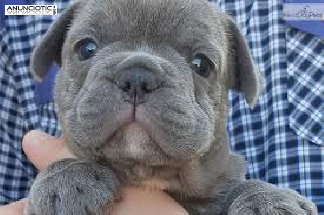 Regalo precioso y encantador cachorro de bulldog franc&eacute;s.
