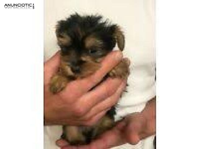 yorkshire terrier cachorros en venta