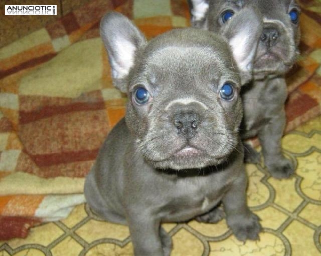cachorros de pomeriane machos y hembras para adopci&oacute;n