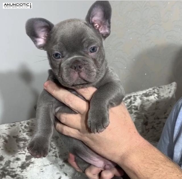 cachorros de pomeriane machos y hembras para adopci&oacute;n