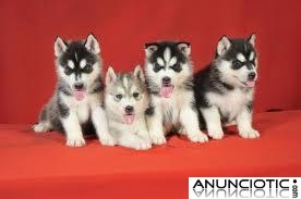 Cute husky siberiano cachorros para su a