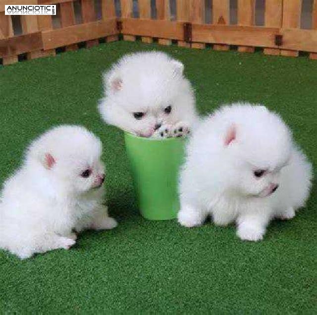 hermosos cachorros pomeranianos disponib