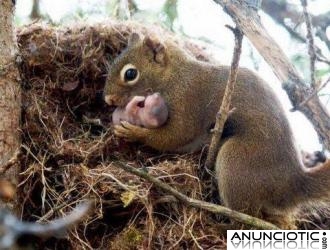 TAROT M&Aacute;S QUEECON&Oacute;MICO