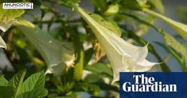 Tenemos productos de las siguientes categor&iacute;as: SCOPOLAMINE