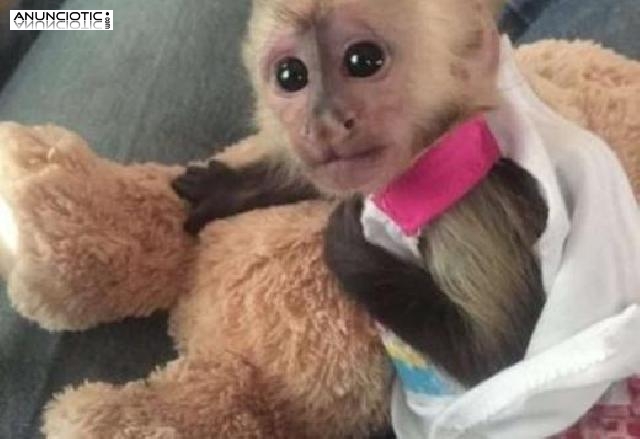 Venta de monos capuchinos beb&eacute; socializados..