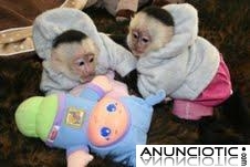 Beb&eacute; monos cara blanca capuchino para su aprobaci&oacute;n