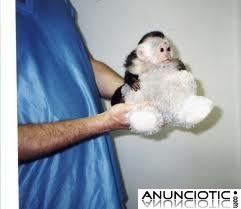 Tit&iacute; capuchin adorable y mono de ardilla para adopci&oacute;n