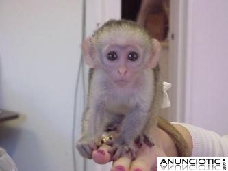 Tit&iacute; capuchin adorable y mono de ardilla para adopci&oacute;n