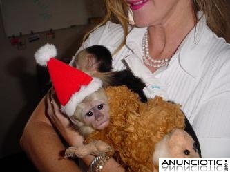 Masculinos y femeninos monos gratis adopción