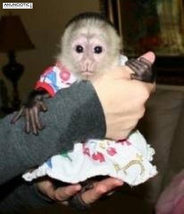 Monos capuchinos para la adopci&oacute;n