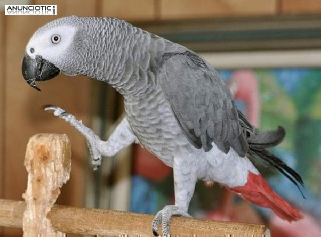 Loros grises africanos para beb&eacute;s