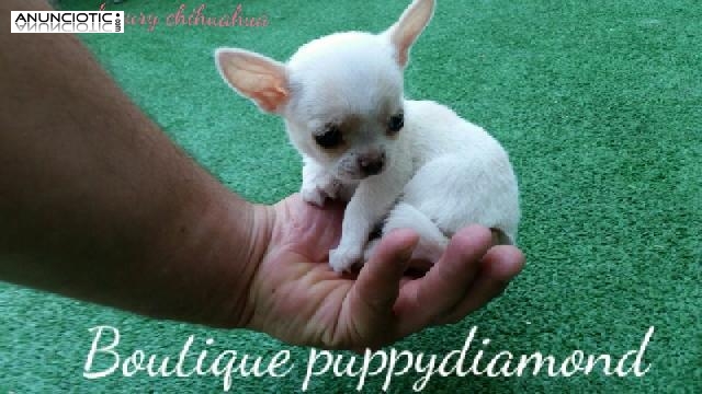 Puppydiamond boutique y viver de mascotas