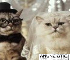 TE HAGO UNA RADIOGRAF&Iacute;A EMOCIONAL