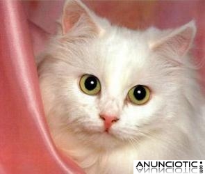 Tarot telef&oacute;nico.T&uacute; pones el l&iacute;mite.Desde 10� los 30 minutos