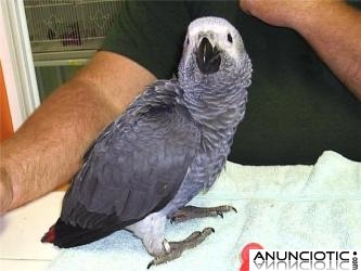 Loro inteligente para su aprobaci&oacute;n