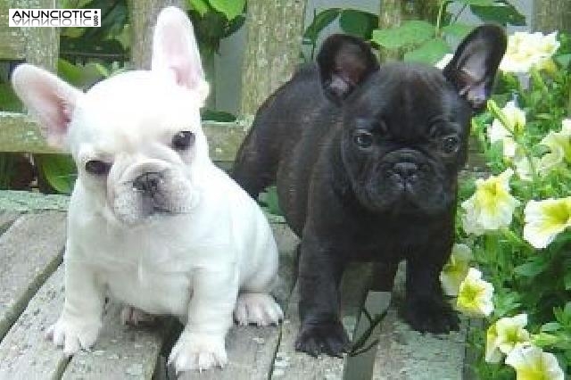 Pedigr&iacute; Bulldog Ingl&eacute;s cachorros listos: