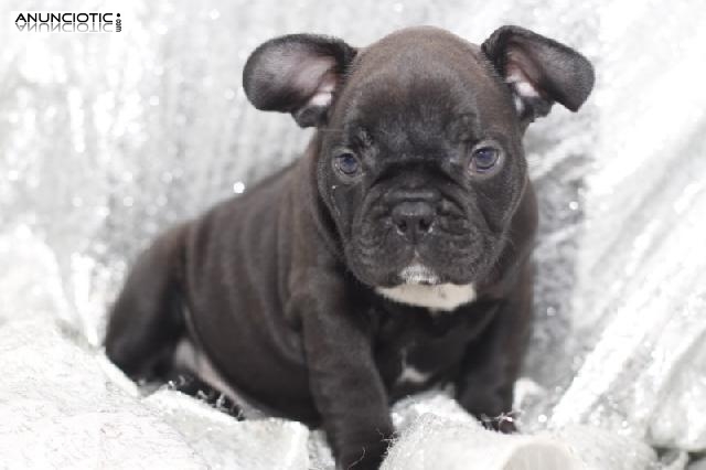 Pedigr&iacute; Bulldog Ingl&eacute;s cachorros listos: