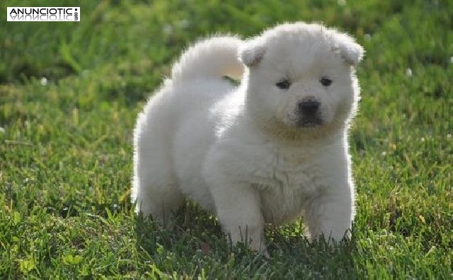 Am&eacute;rica Akitine cachorros Tri color