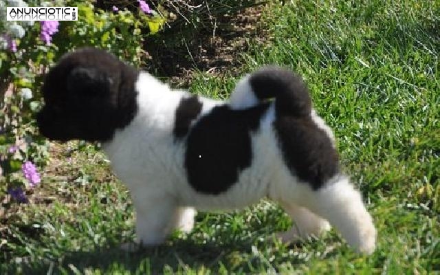 Am&eacute;rica Akitine cachorros Tri color