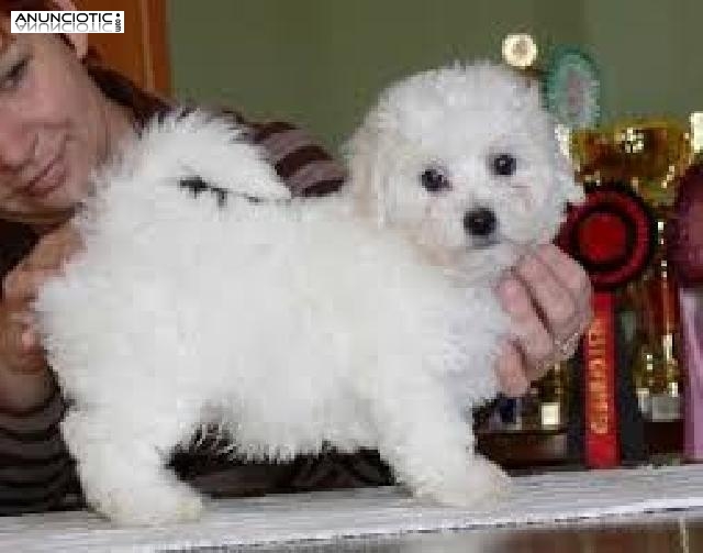 Casa criado Maltise cachorros para adopci&oacute;n