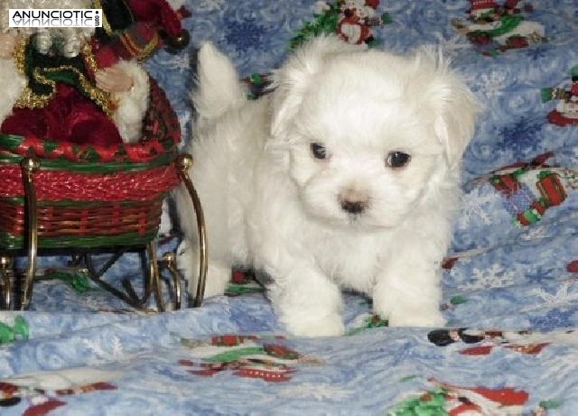 Casa criado Maltise cachorros para adopci&oacute;n
