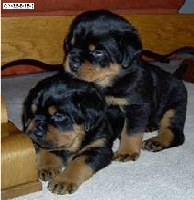 Adorable y linda pura raza Rottweiler alem&aacute;n cachorros