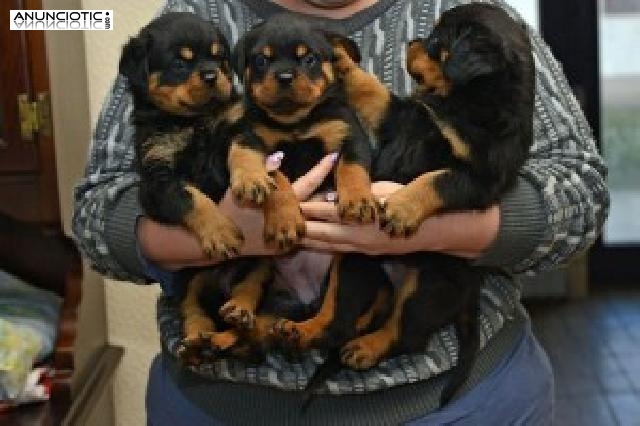 Adorable y linda pura raza Rottweiler alem&aacute;n cachorros