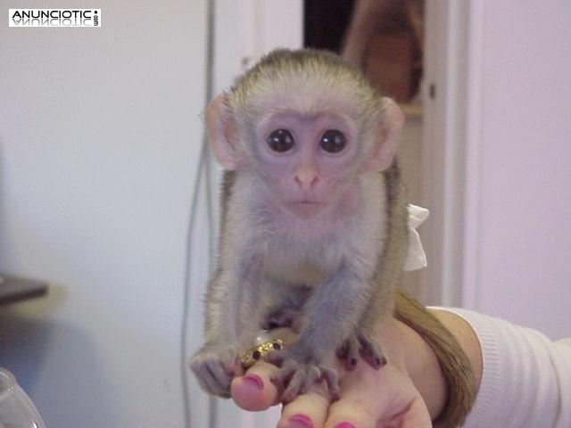 Mono capuchino Disponible para re homing