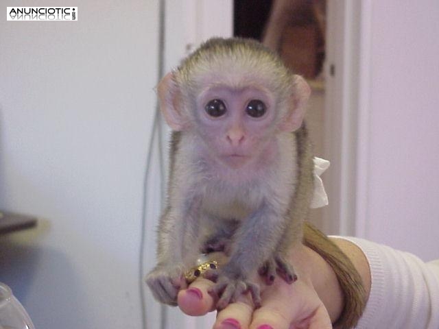 Monos capuchinos Filled emocionales disponibles para adopci&oacute;n