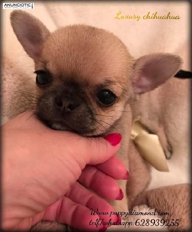 Cria selecci&oacute;n chihuahuas puppydiamond