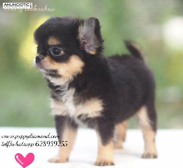 Cria selecci&oacute;n chihuahuas puppydiamond