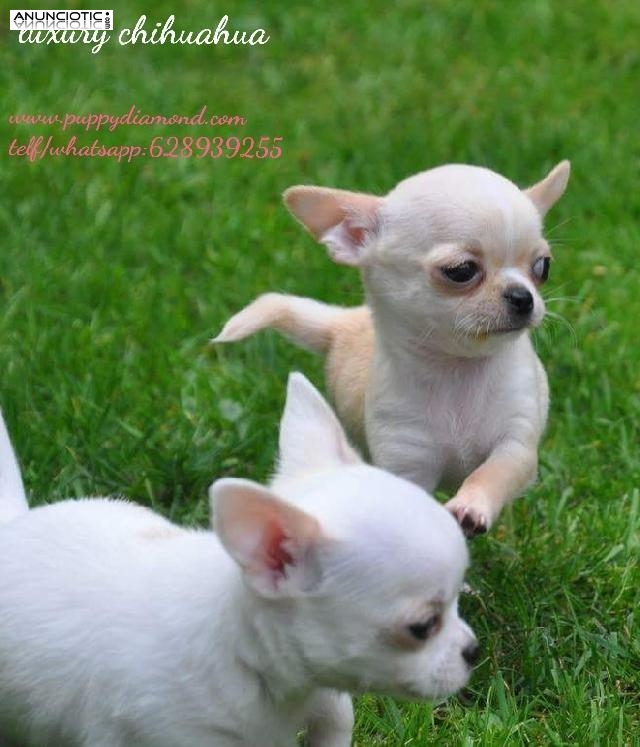 Cria selecci&oacute;n chihuahuas puppydiamond