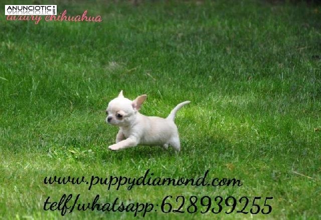 Cria selecci&oacute;n chihuahuas puppydiamond