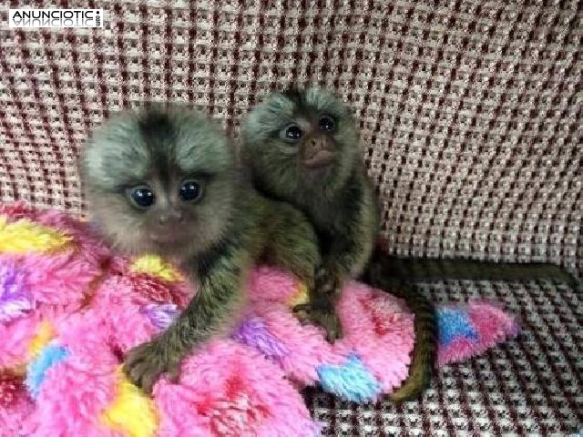 monos beb&eacute; tit&iacute;