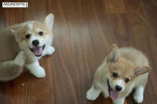 Cachorros Corgi gal&eacute;s rojos y blancos de patas cortas