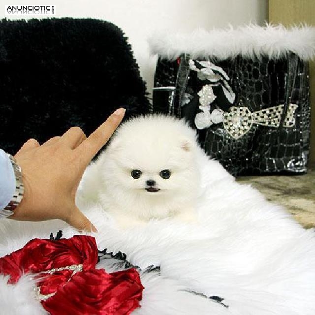 Cachorros Pomeranian de taza de t&eacute; preci