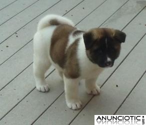 dos lindos cachorros akita para su aprobaci&oacute;n
