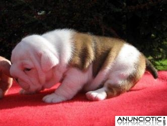 Hermosos cachorros Bulldog Ingl&eacute;s disponibles