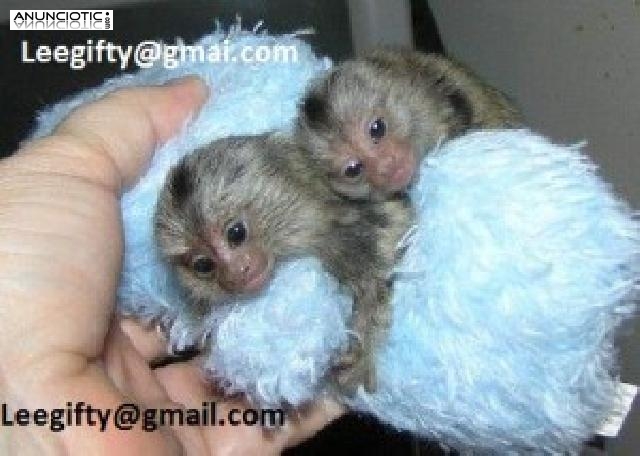 Dedo monos tit&iacute; beb&eacute; para adopci&oacute;n