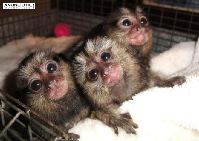  Beb&eacute; monos tit&iacute; pigmeo,